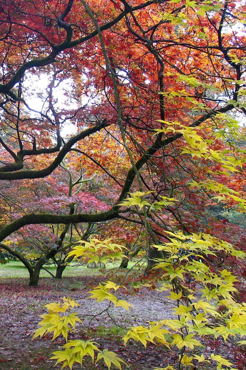 Westonbirt Arboretum